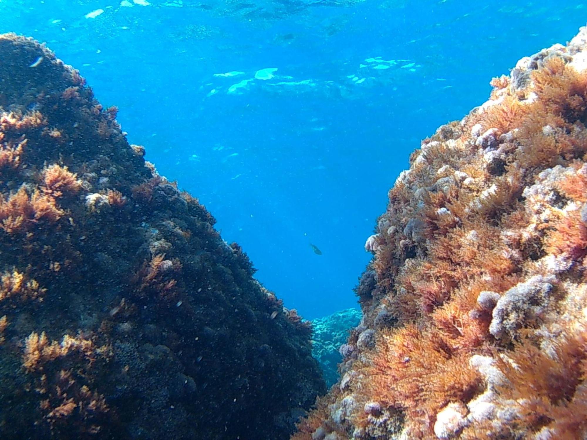 Bilocale Panoramico “Lo Sguardo” Daire Massa Lubrense Dış mekan fotoğraf