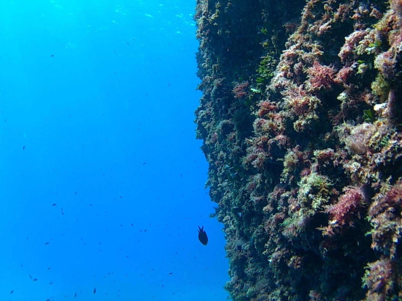 Bilocale Panoramico “Lo Sguardo” Daire Massa Lubrense Dış mekan fotoğraf